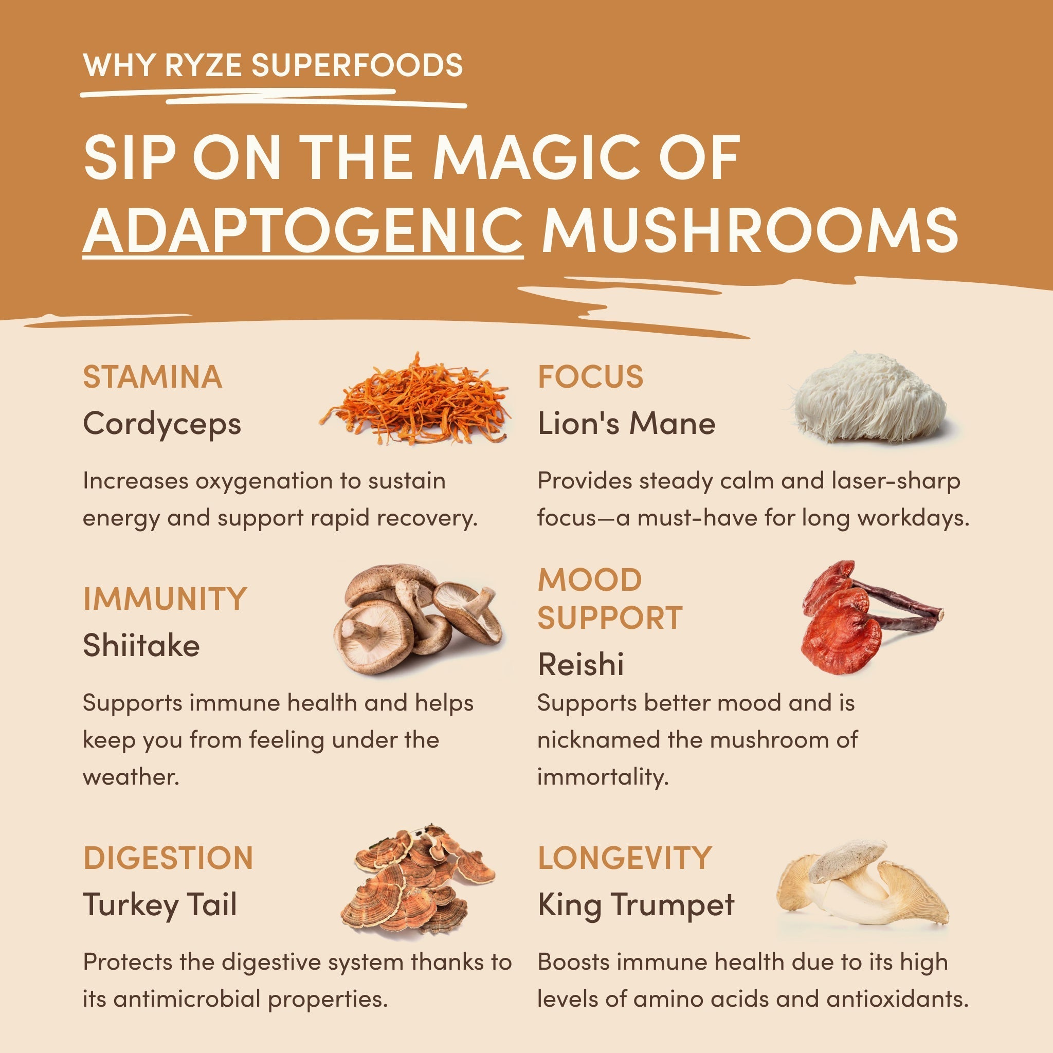 Mushroom Overnight Oats (14 Servings) - Better Morning Coffee