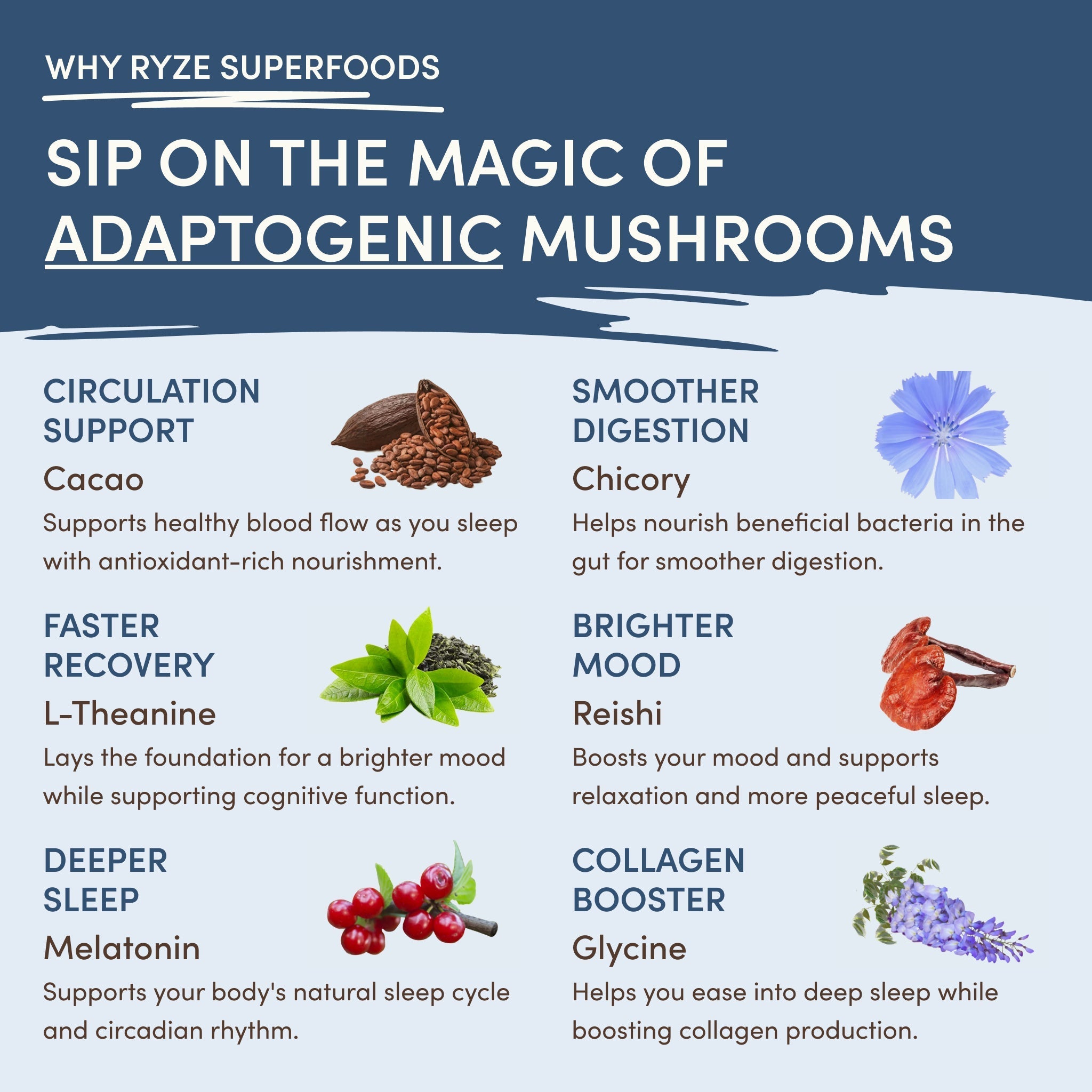 Mushroom Hot Cocoa (20 servings) - Wellness Support Blend