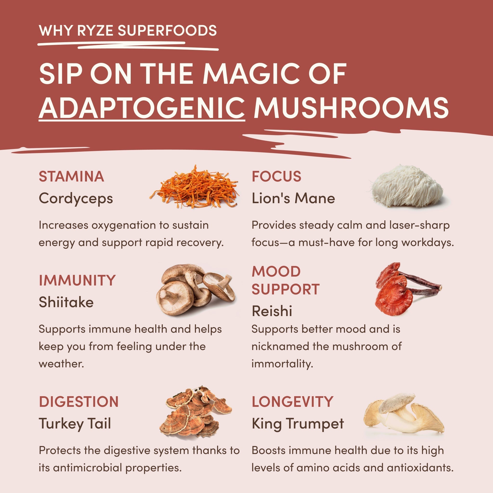 Mushroom Chicory (30 Servings) - Superfood Coffee Blend