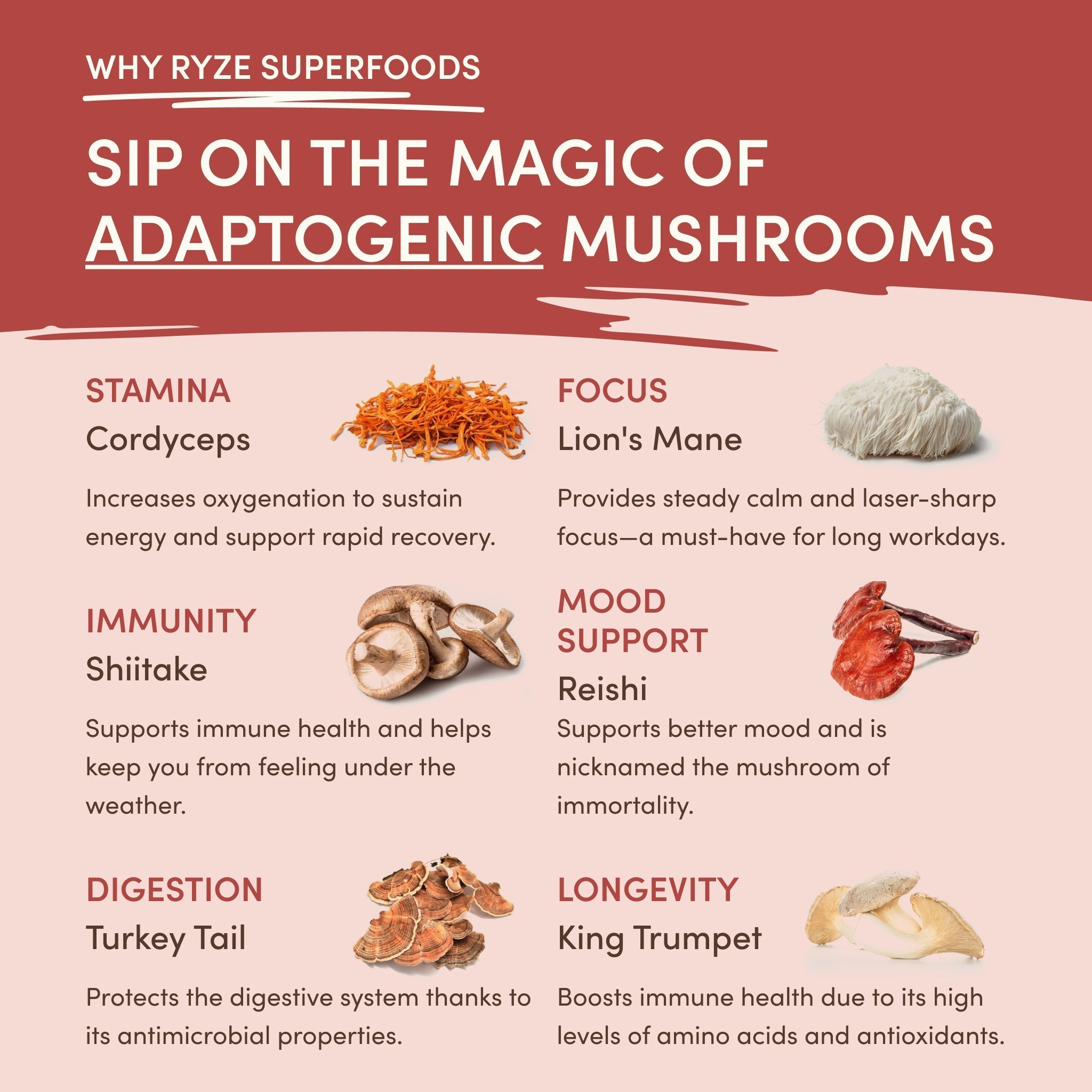 Mushroom Chai (20 Servings) - Focus Support Coffee